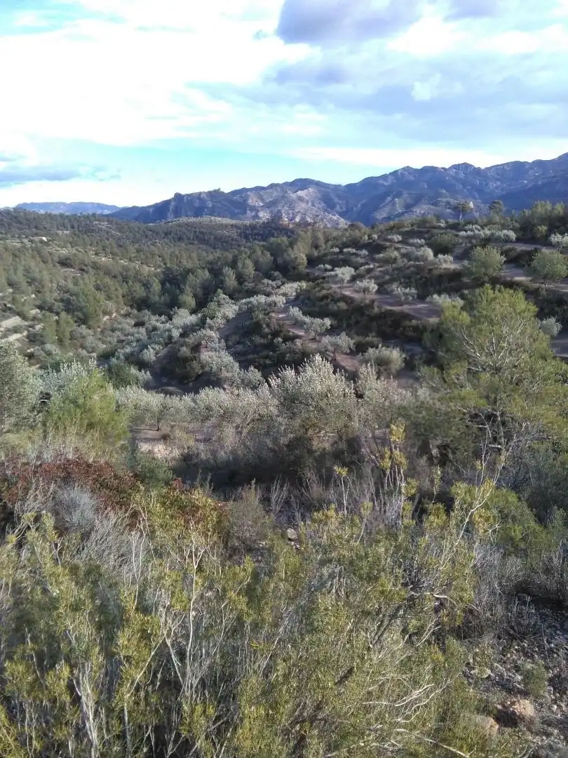Country homes for sale in El Pinell de Brai