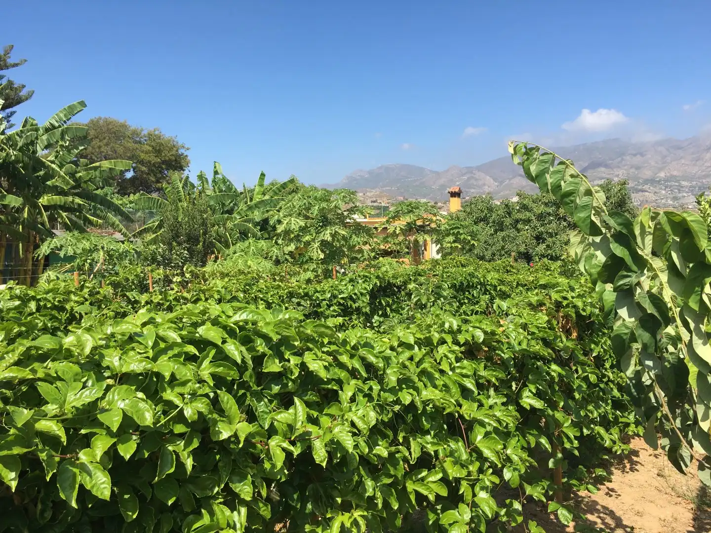 Casa rústica en venda a Monte los Almendros - El Pargo - Costa Aguilera, imagen 67