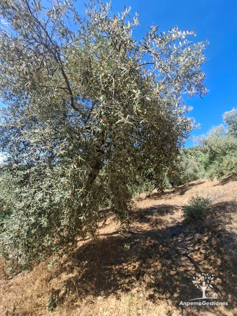 Land for sale in Las Navas de la Concepción