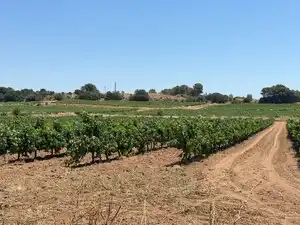 Terreno en venta en Banyeres del Penedès