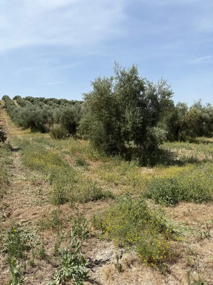 Land for sale in Santiago de Calatrava