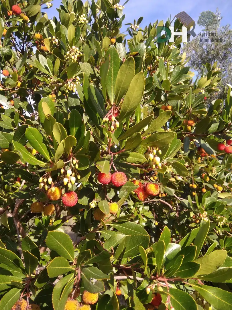 Jardí de Pis en venda en Brozas amb Calefacció, Terrassa i Traster
