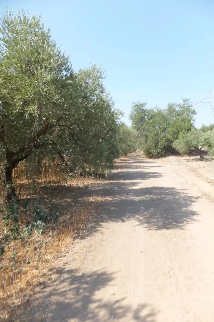 Terreno rústico en venta en Vial Camino 20, imagen 59