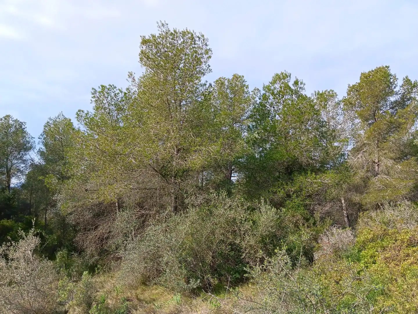Lands and plots for sale in Ginestar, imagen 19
