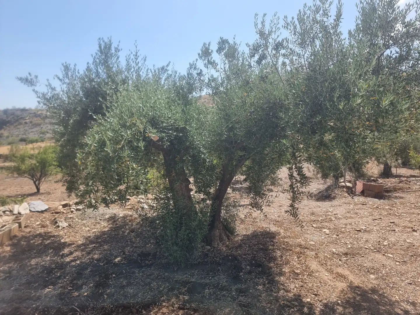 Terreno en venta en Senés