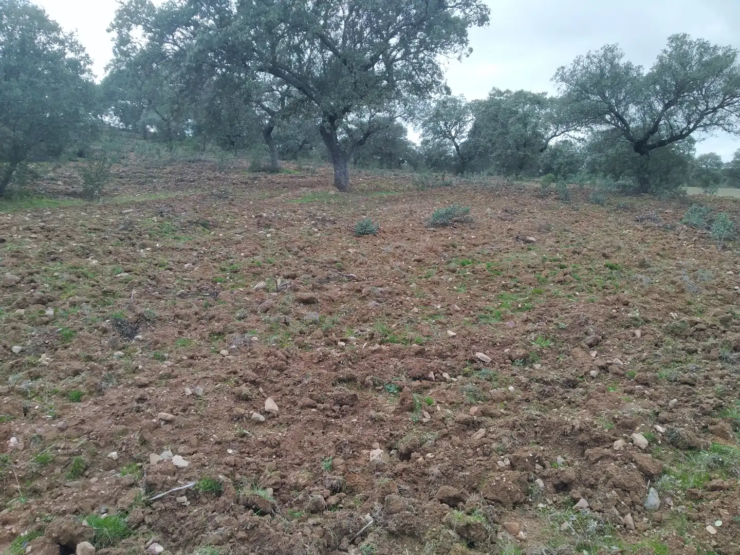Terreno rustico in vendita a Villanueva del Duque, imagen 3