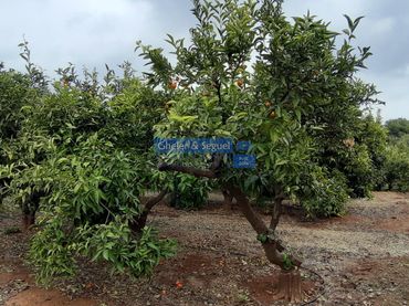 Terreni e lotti in vendita a Sagunto ciudad