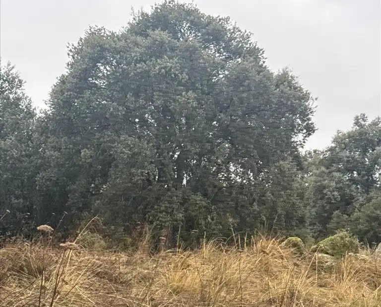 Terreno residenziale in vendita a Coimbra, imagen 10