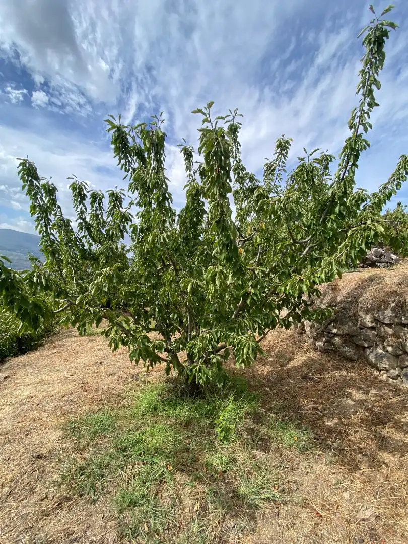 Terrain rustique à vendre à El Torno, imagen 28