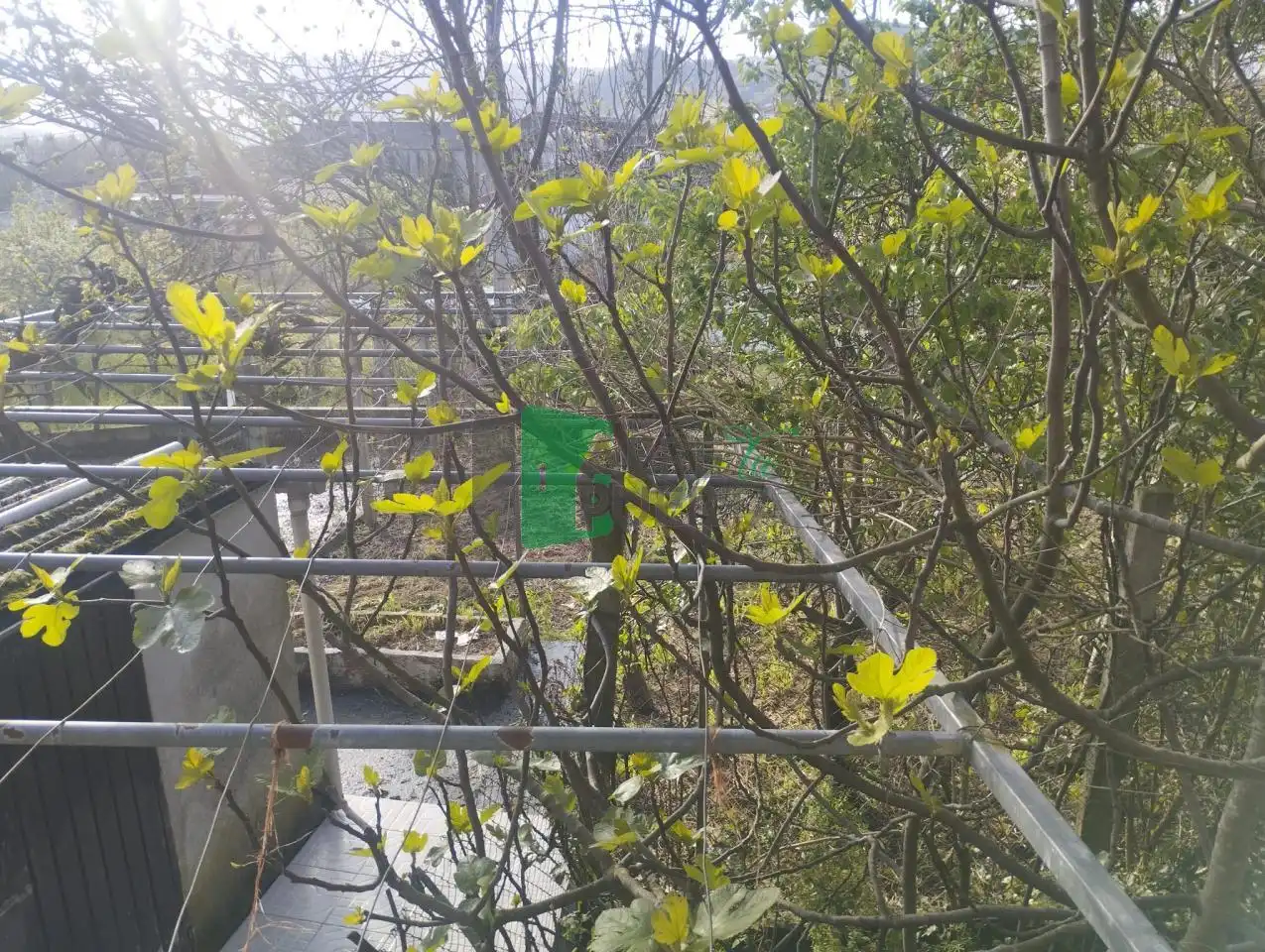 Casa con giardino in vendita a San Rosendo, imagen 78