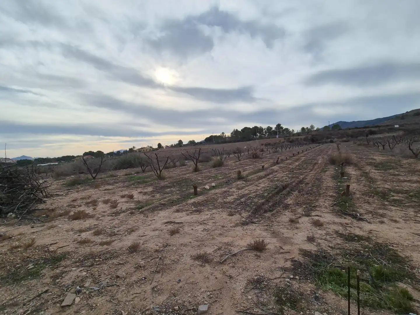 Terreny rústic en venda a Monóvar  / Monòver, imagen 5