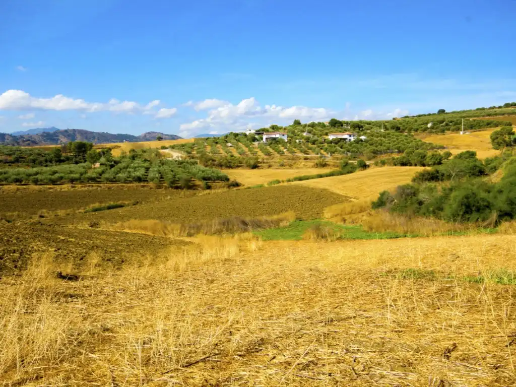 Rustikales Grundstück zum Verkauf in Partida Malara Alta, imagen 3