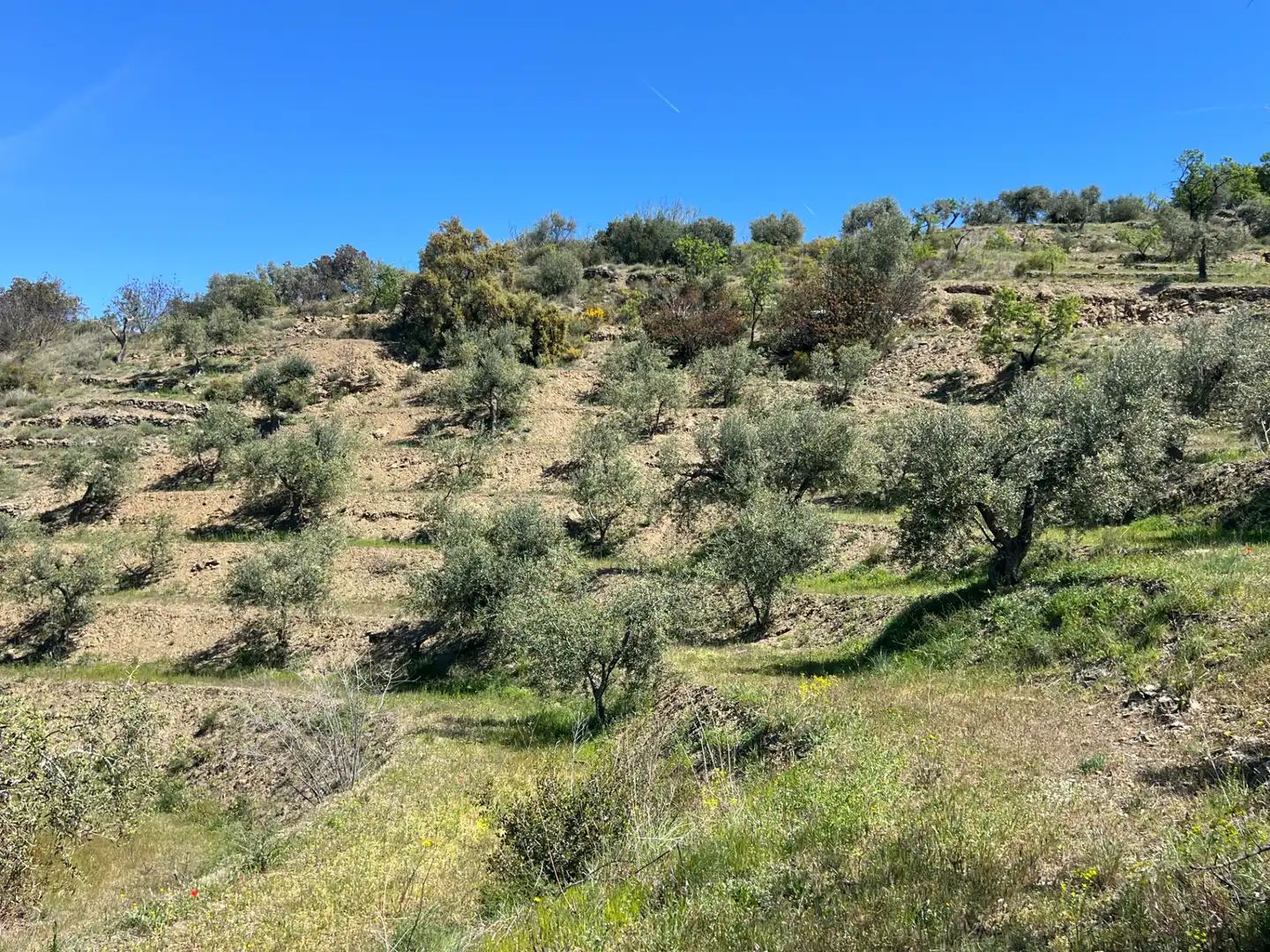 Rural land for sale in Gratallops, imagen 14