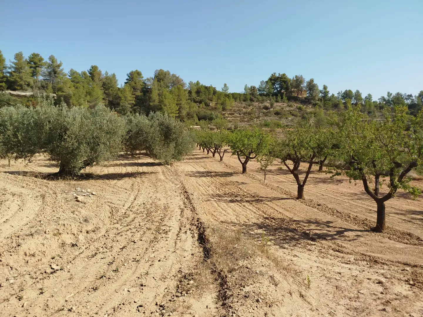 Rural land for sale in Horta de Sant Joan, imagen 8