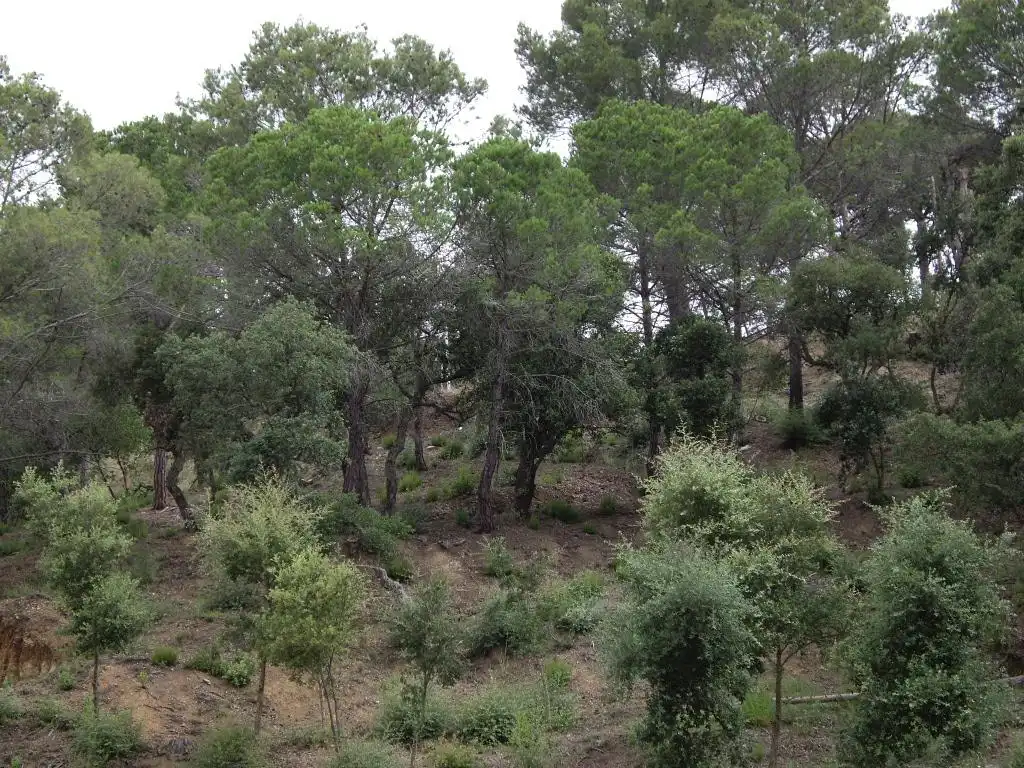 Terreny residencial en venda a Alzina 62