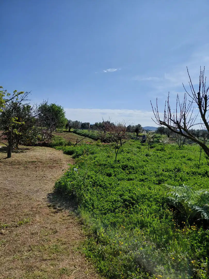 Terreno rústico en venta en Banyeres del Penedès, imagen 3