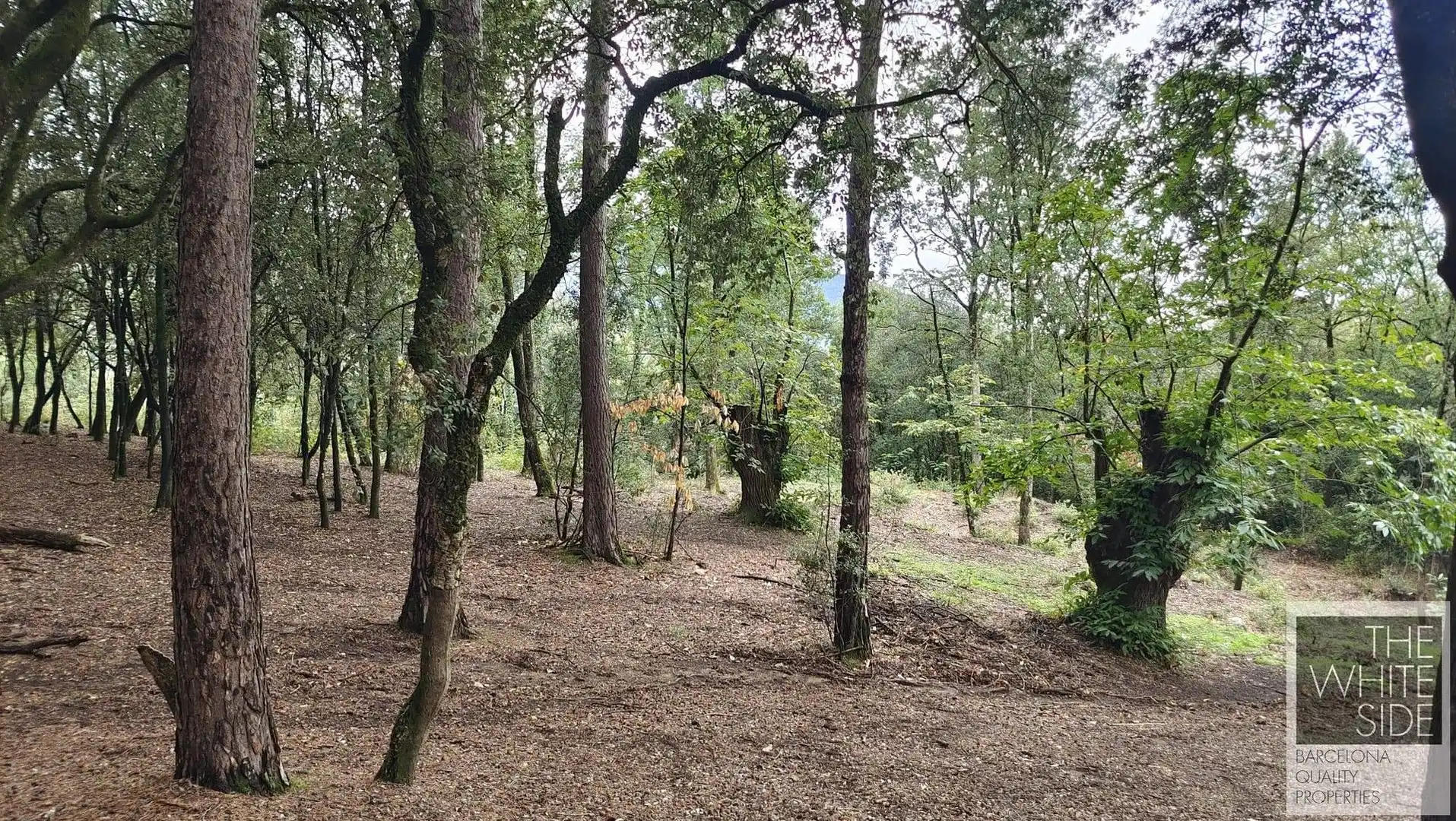 Terrenos y solares en venta en Viladrau, imagen 20