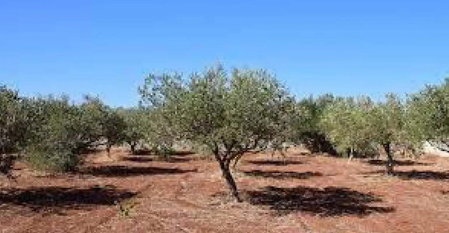 Terreno rustico in vendita a Rossell