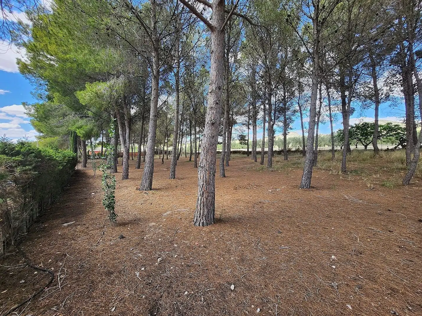 Casa en venta en Sax, imagen 13