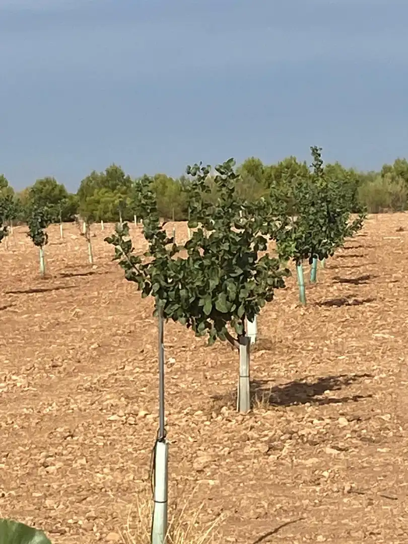 Terreno rustico in vendita a Calle García Pavón, imagen 13