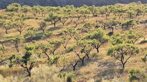 Photo 2 of Land for sale in Rambla Flores, Bayarque, Almería