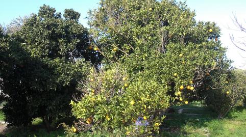 Foto 4 de Finca rústica en venda a Barbate ciudad, Cádiz