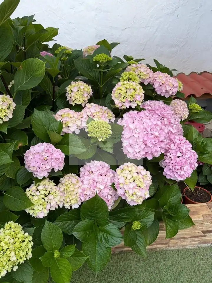 Jardí de Casa o xalet en venda en Valsequillo de Gran Canaria amb Jardí privat i Terrassa