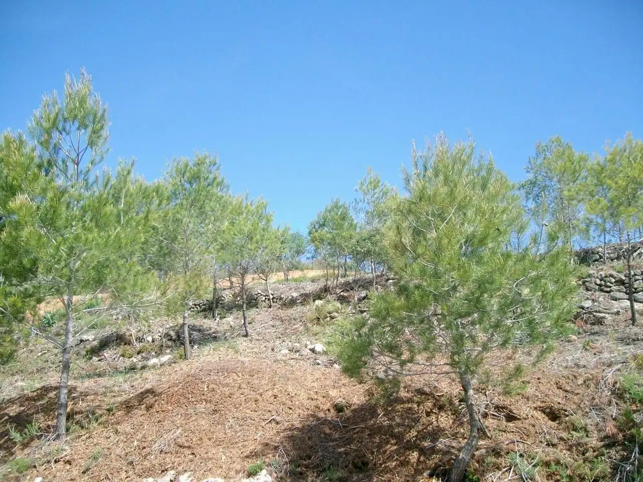 Rustikales Grundstück zum Verkauf in Masllorenç, imagen 5