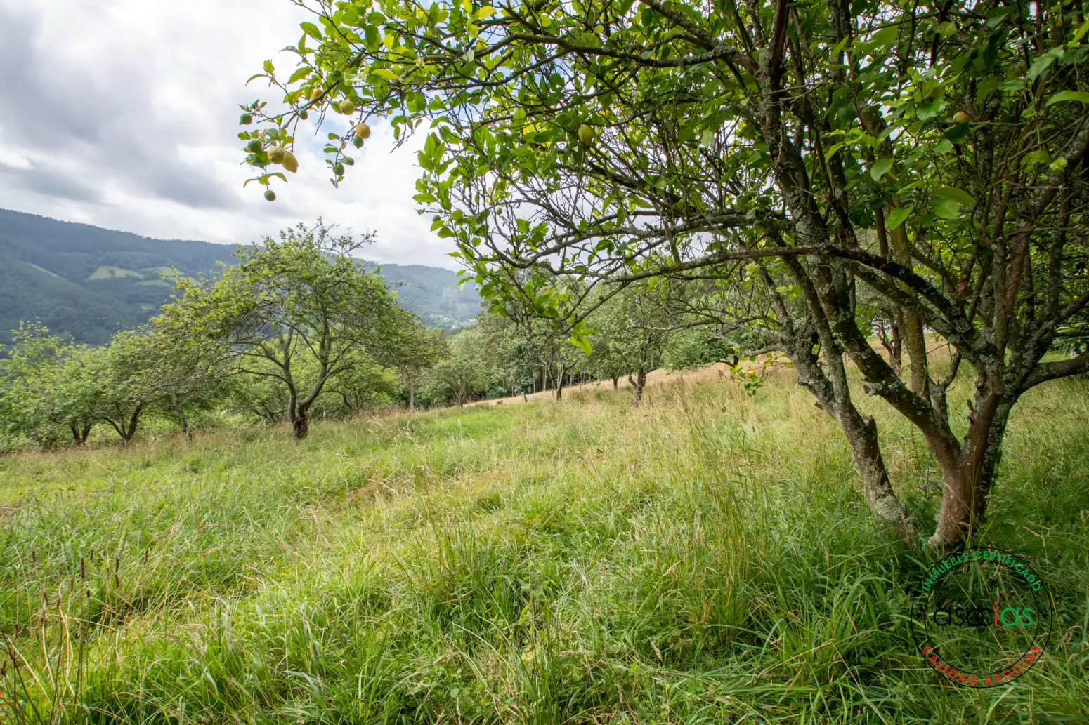 Casa o xalet en venda en Villaviciosa amb Jardí privat i Traster