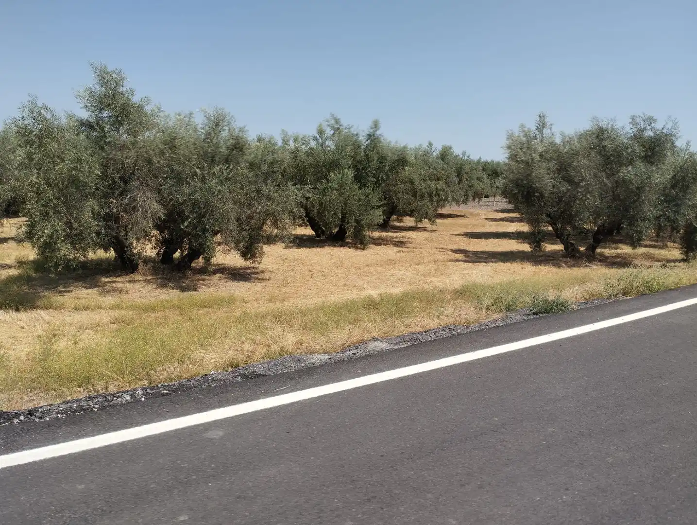 Terreno rustico in vendita a Avenida Fuente de las Piedras, imagen 2