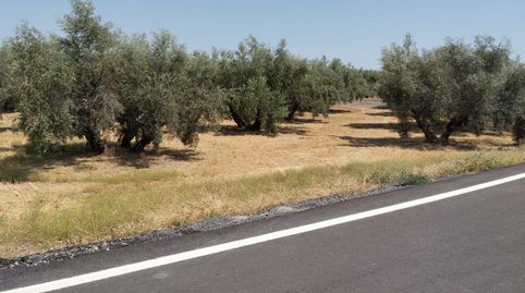 OLIVAR DE 3,5 HECTAREAS A PIE DE CARRETERA, immagine 2