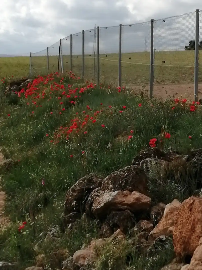 Jardín de Finca rústica en venta en Jarafuel con Calefacción, Jardín privado y Amueblado