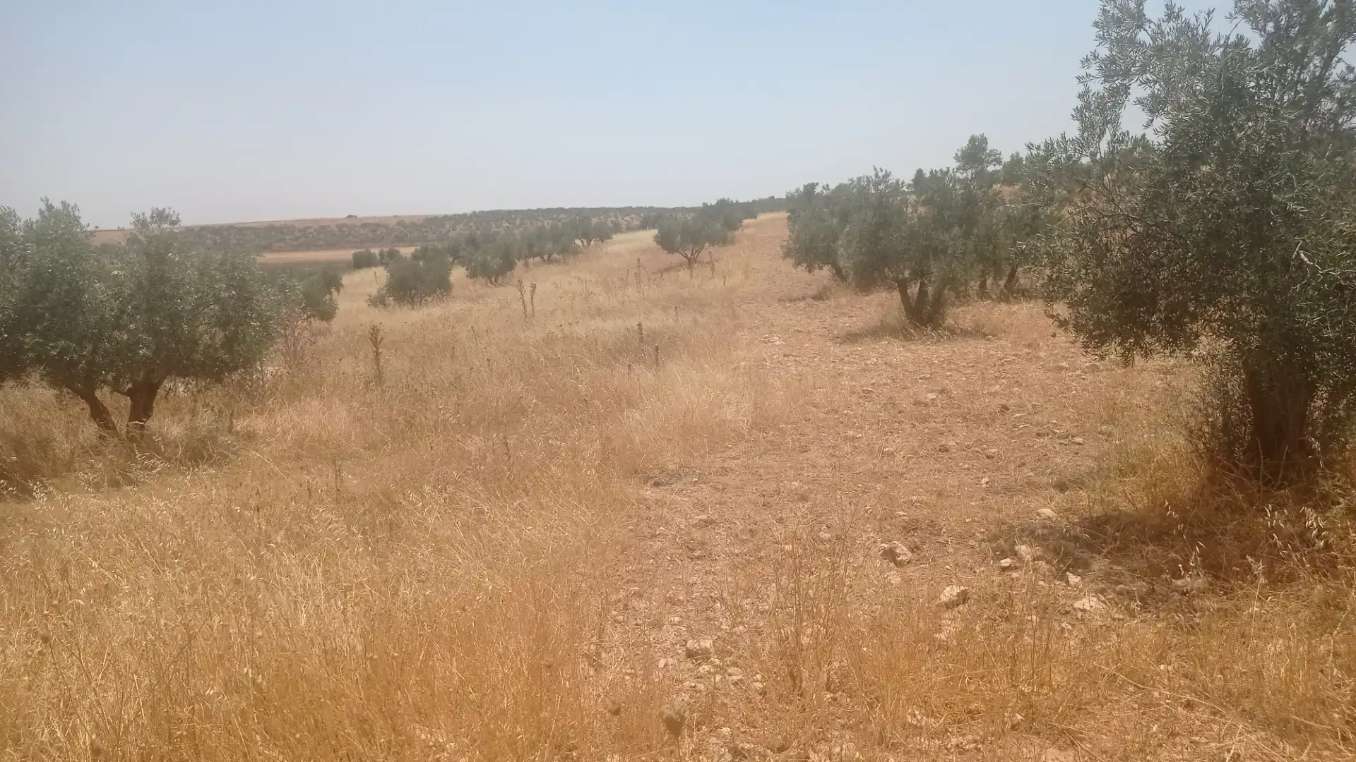 Terreno rústico en venta en Daimiel, imagen 2