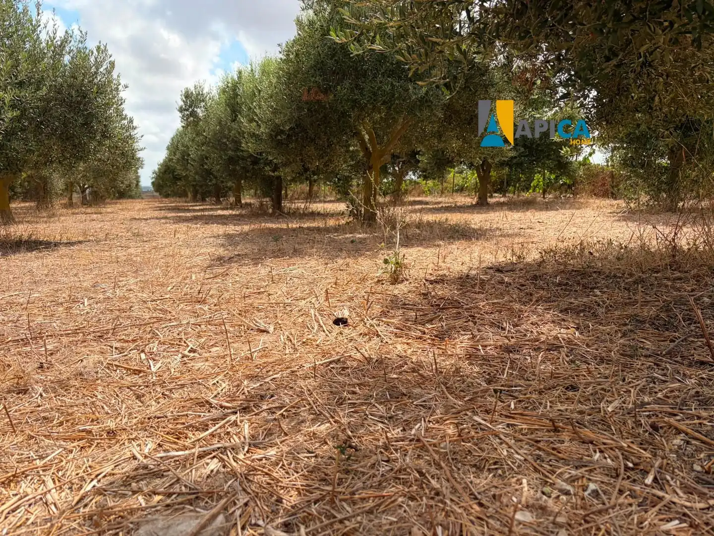 Rural land for sale in Los Franceses – La Vega, imagen 8