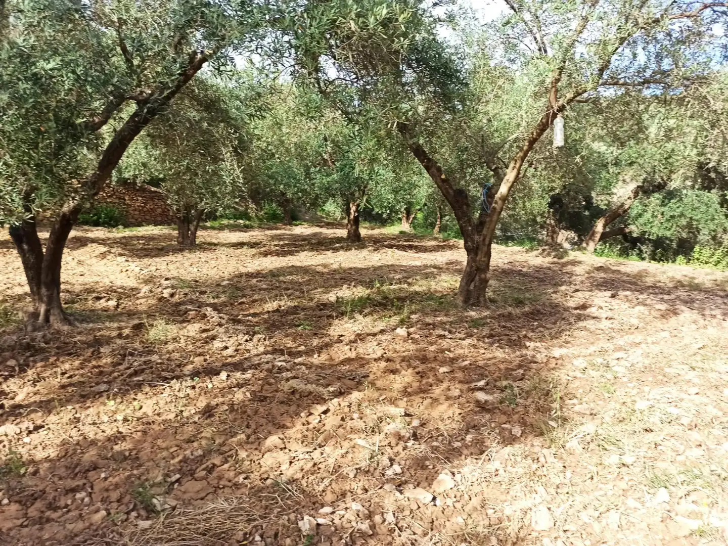 Residential land for sale in Alcolea, imagen 6