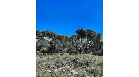 Foto 5 de Finca rústica en venda a Calle Ayamonte, San Silvestre de Guzmán, Huelva