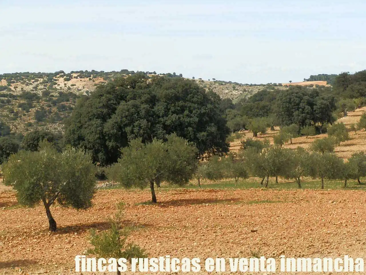 Terreni e lotti in vendita a Balazote, imagen 7