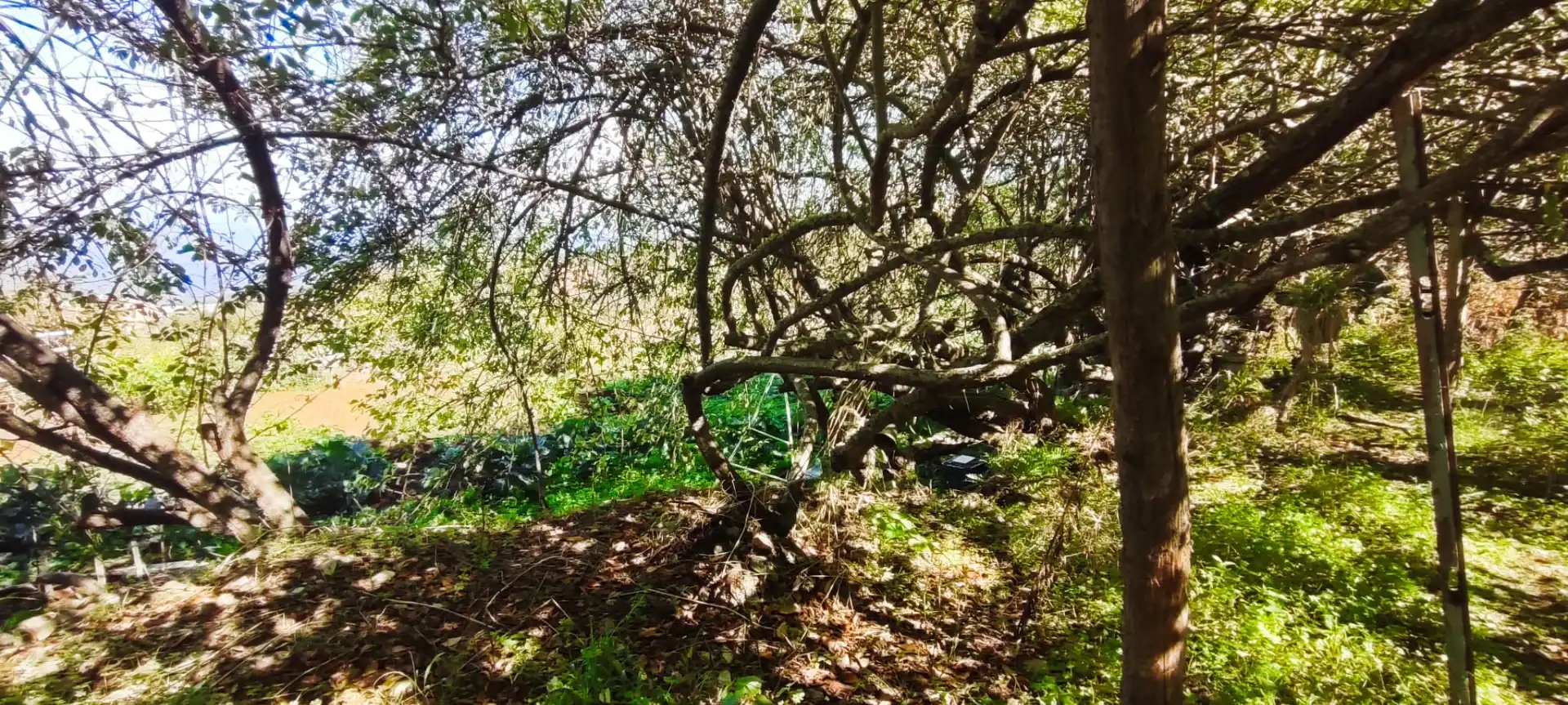 Casa o chalet en venta en Icod de los Vinos con Jardín privado y Terraza