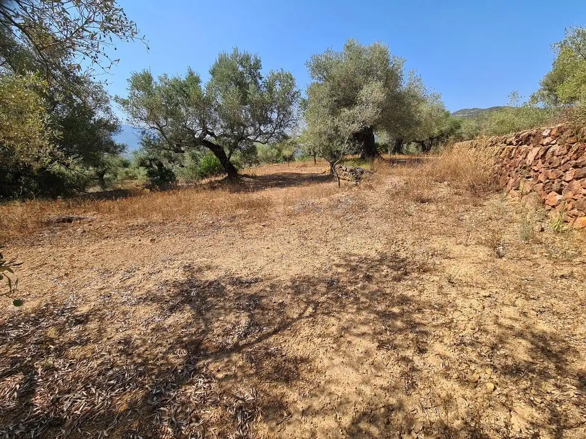 Terreno rustico in vendita a Freginals, imagen 4