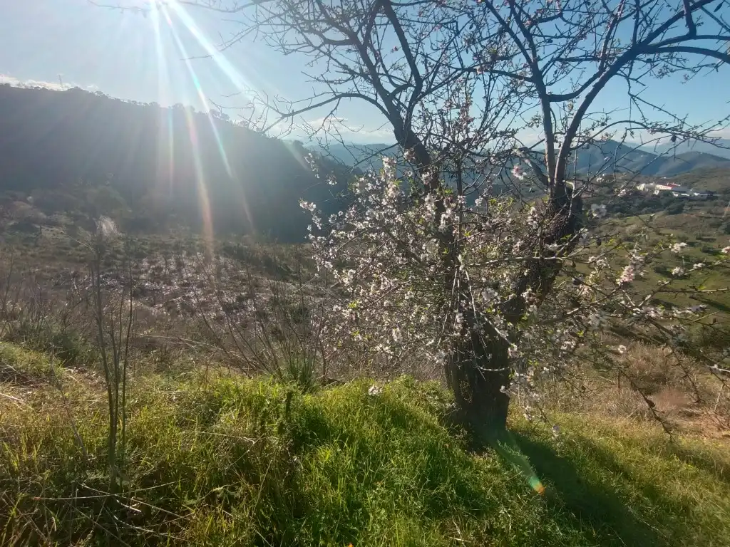 Terreno rústico en venta en Avenida Huerta De La, imagen 11