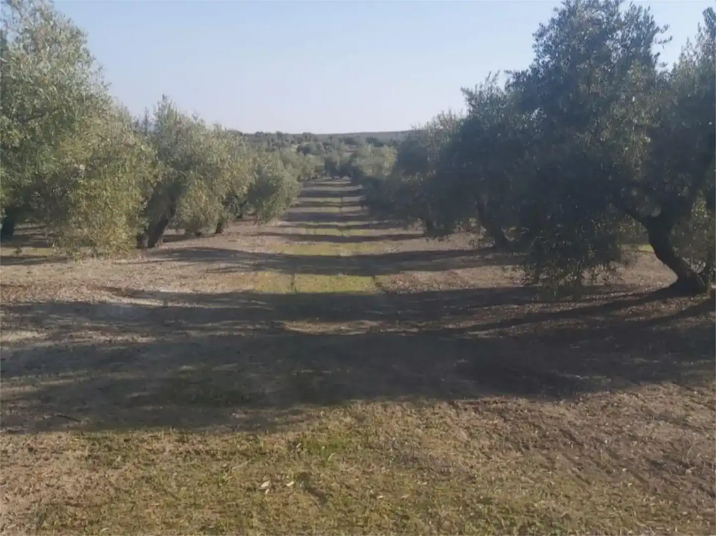 Terreno en venta en Arjona