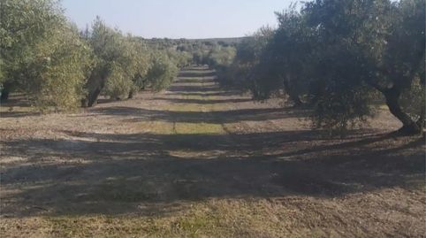 Foto 4 de Terreny en venda a Calle Arrabal San Martín, 2, Arjona, Jaén