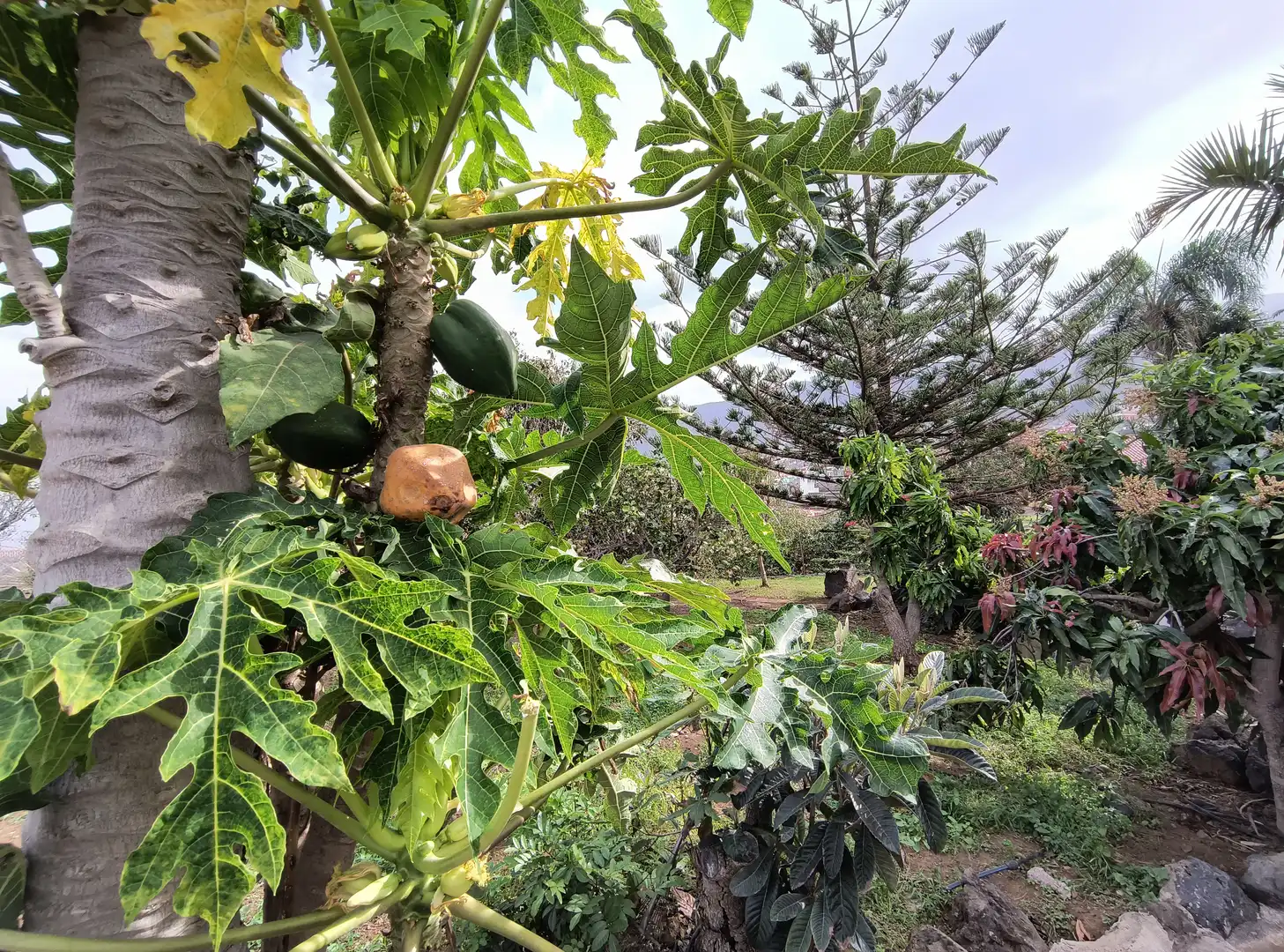 Jardín de Casa o chalet en venta en La Orotava con Jardín privado, Parquet y Terraza