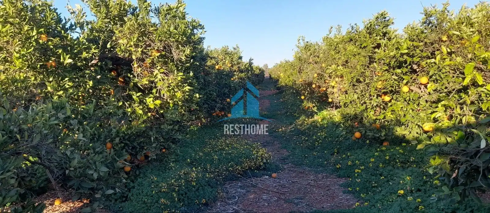 Terreny rústic en venda a El Puig