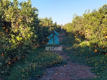 Terreny rústic en venda a El Puig