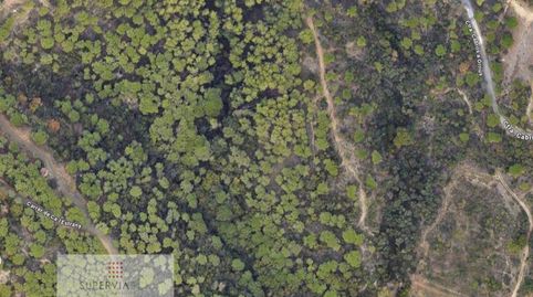 Terreno agrícola de 30.000m con pinar maderable en Cabrils, junto al pueblo, immagine 3