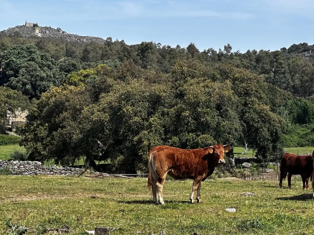 Casa rústica en venda a Lugar Cortijo Malfund, imagen 16
