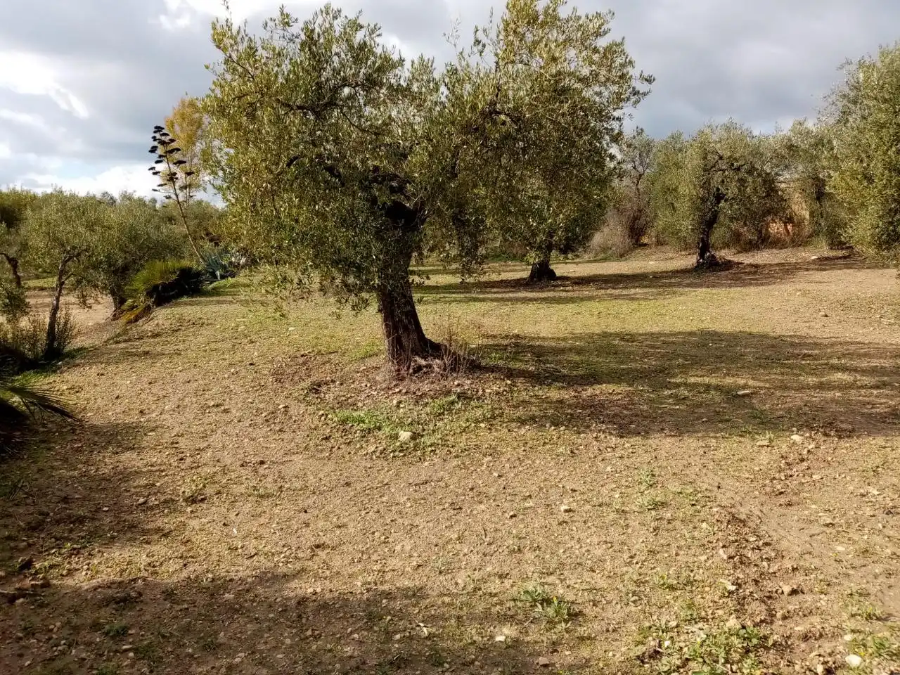 Rural land for sale in Arahal, imagen 4