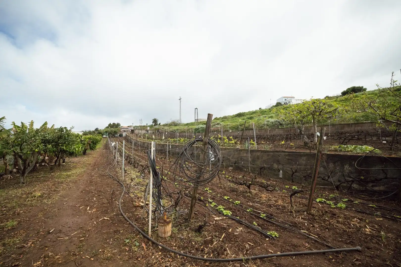 Vista exterior de Finca rústica en venta en El Sauzal