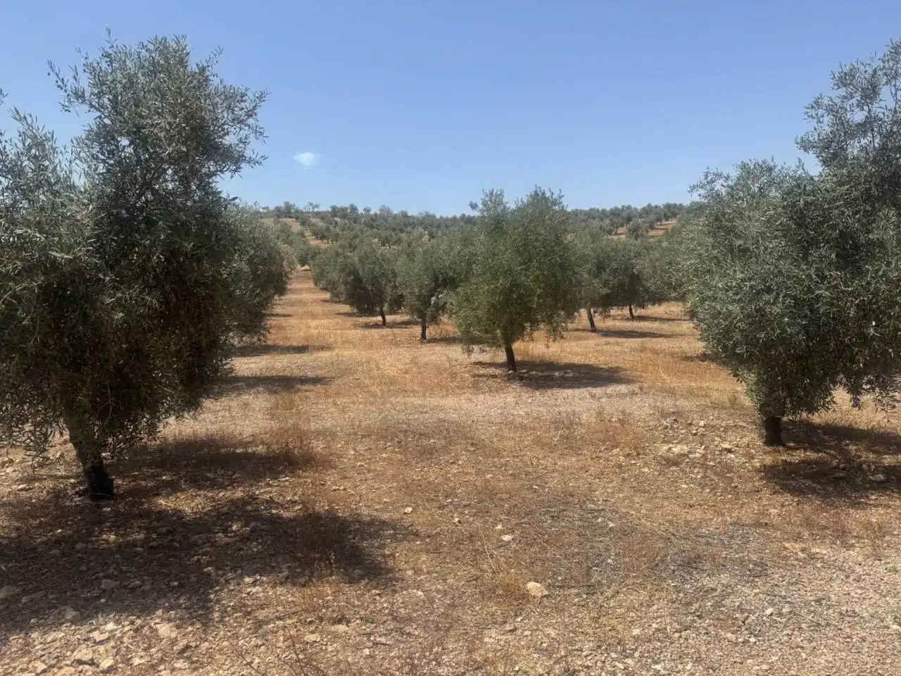 Terreni e lotti in vendita a Alhama de Granada, imagen 4
